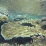 Great barrier reef 1