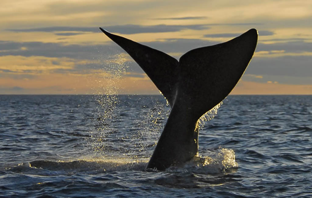 Whalewatch_Terceira_Story_Image_13