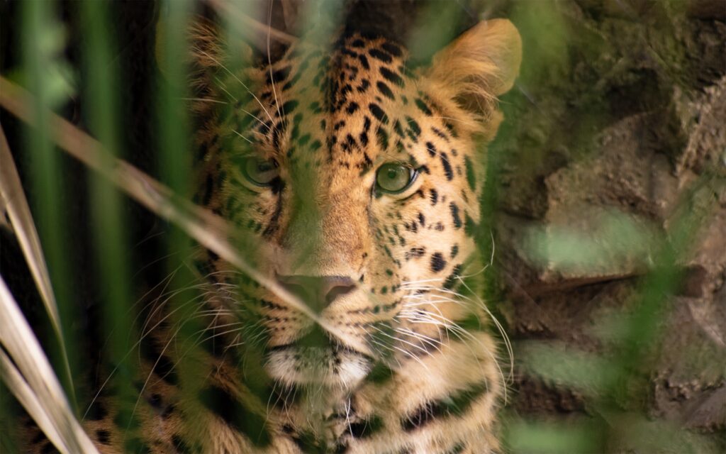 Amur leopard at the Central Florida zoo